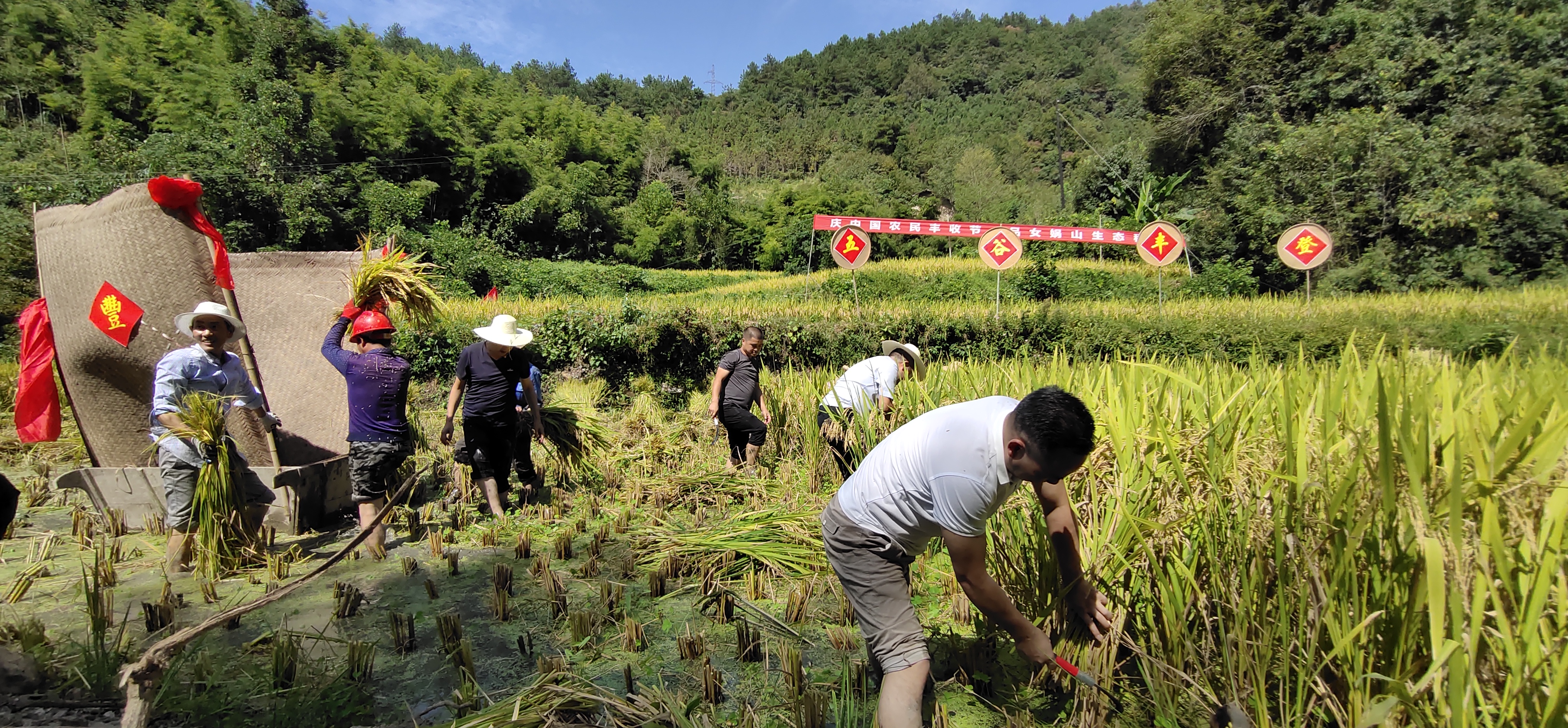满田尽是黄金甲安康平利女娲山生态水稻开镰收割
