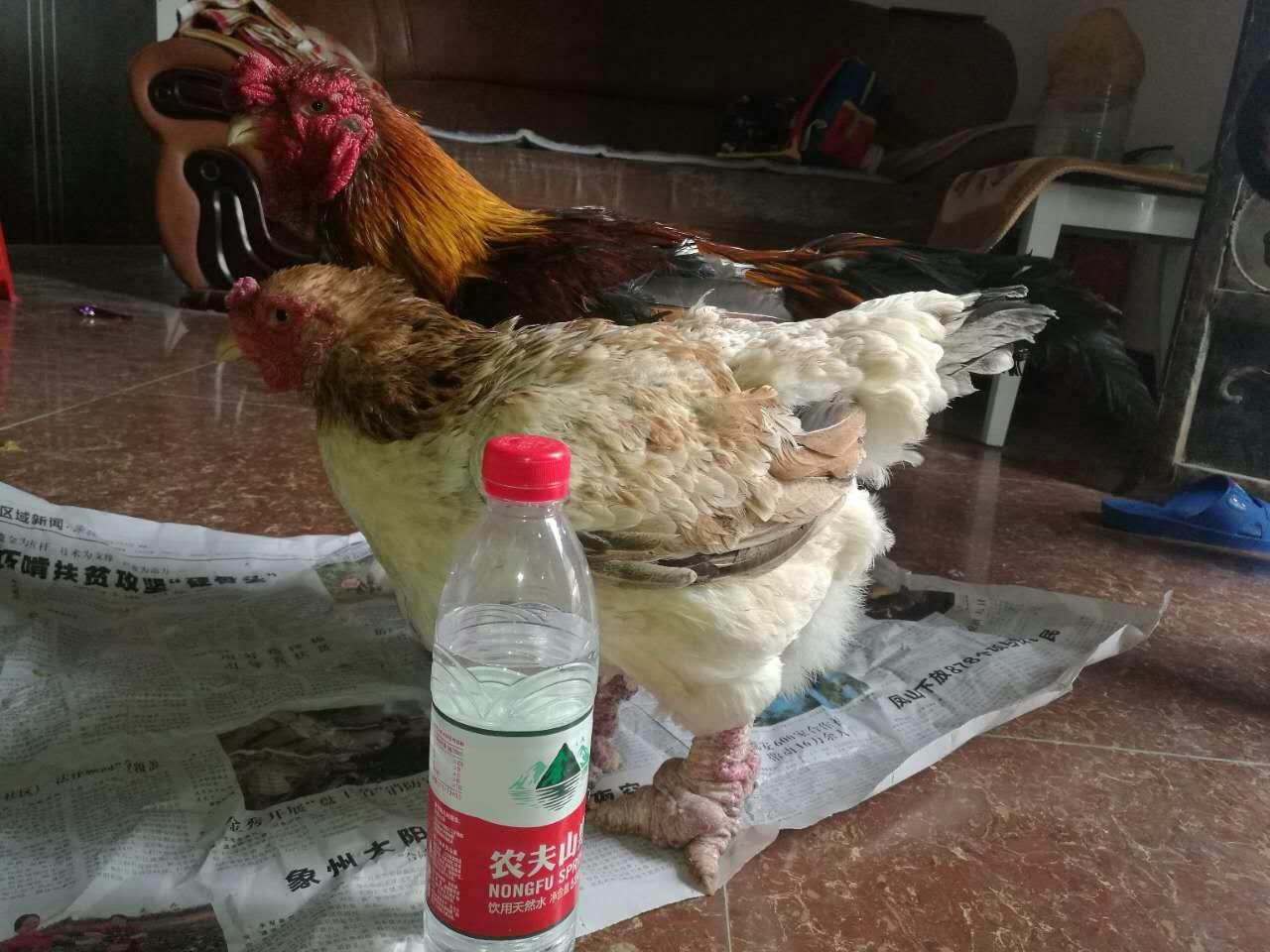 越南这种鸡，鸡腿比手腕还要粗，一只最贵要上万元，你吃过吗？