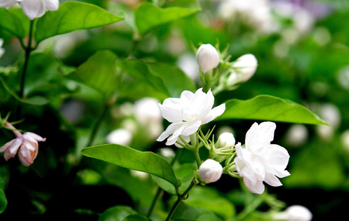 How to maintain jasmine during blooming?Make 4 points, it's not