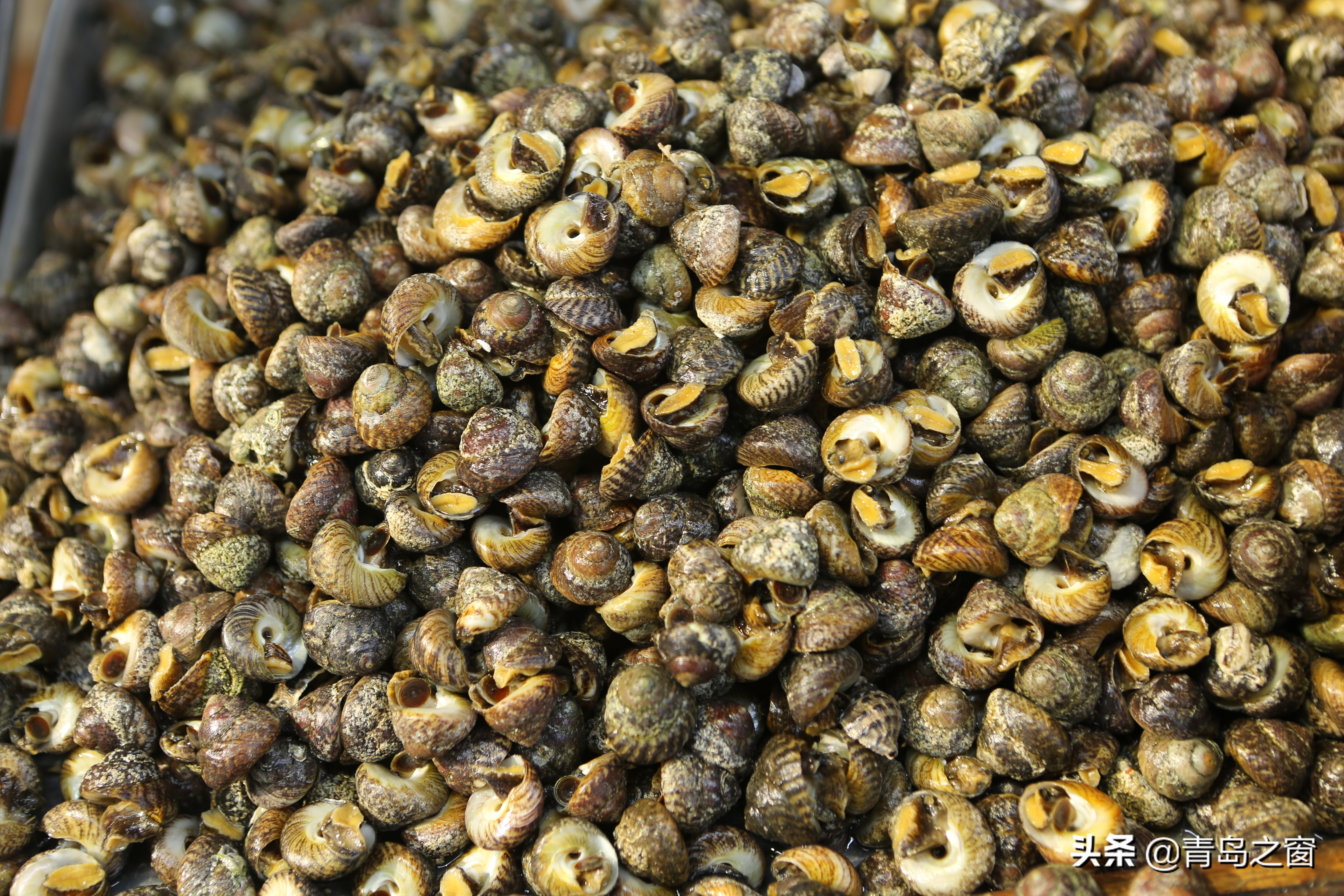 海鲜摊位上的海螺大全 很多都没见过 更叫不上这些螺的名字