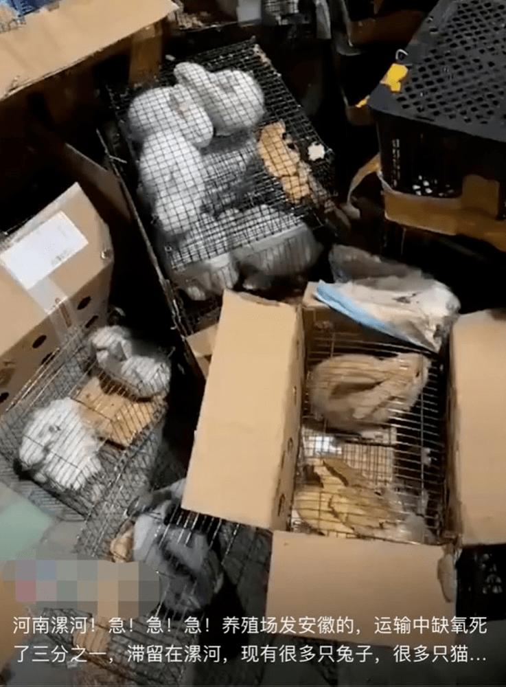 100多只猫狗奄奄一息！宠物盲盒，为何还不消停？
