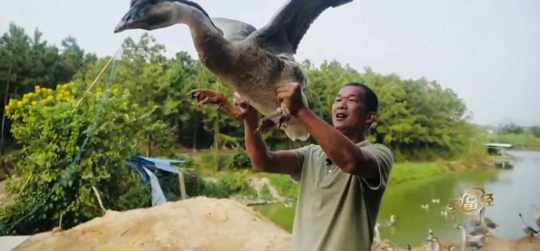 他养鹅养出2000万，咋做到的？