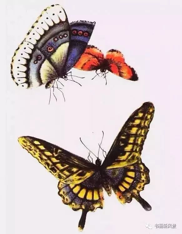 国画中的花蝴蝶 美成了百花仙子 资讯咖