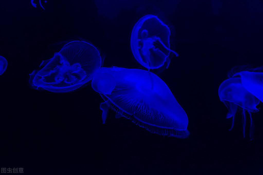自然界最恐怖的吞食者——黑叉齒魚,能吞下自身體重10倍的獵物 - 資訊咖