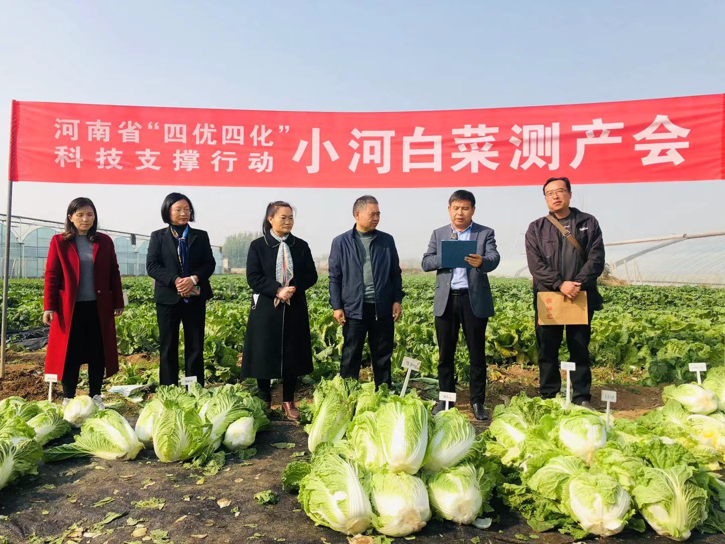 河南浚县举办白菜选美大赛，评选白菜中的好白菜