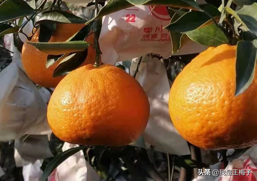 3月，这4种水果正适合吃，4种不同风味，清甜又营养