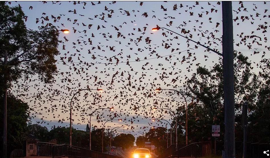 8万蝙蝠入侵新州，景象壮观！到处排泄扰的居民苦不堪言