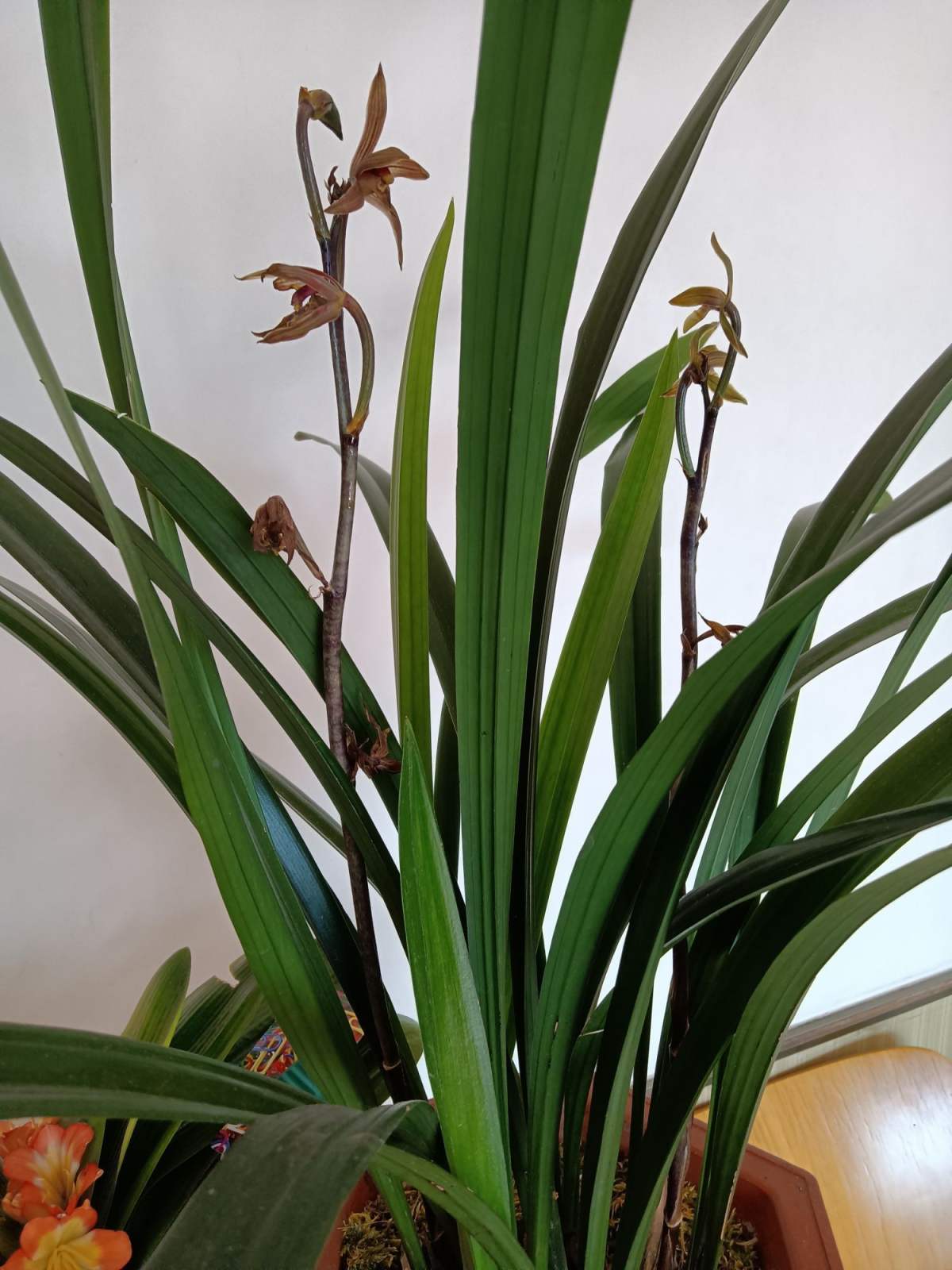 There are many varieties of orchids, do you know the five major