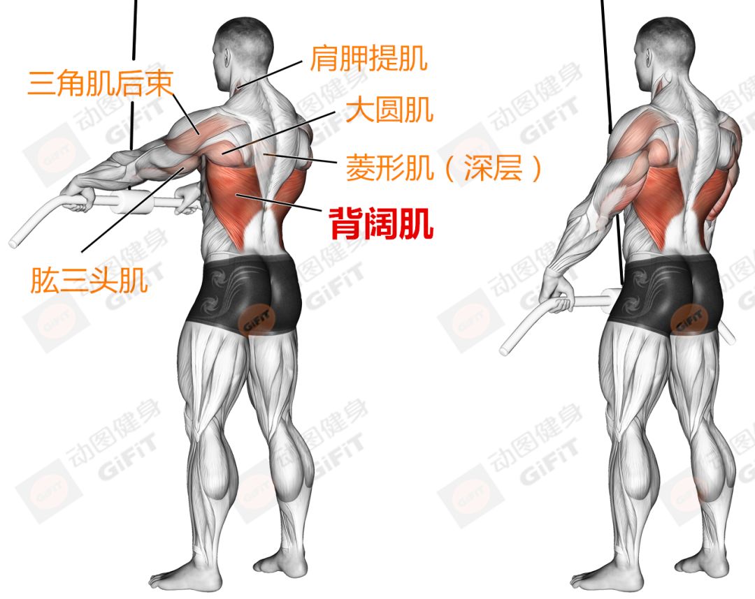 健身新手应该天天练，还是隔天练？