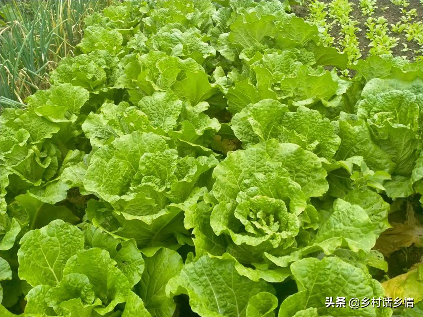 过了白露节，白菜和萝卜这两个要点别忽略，高产奥秘就在这