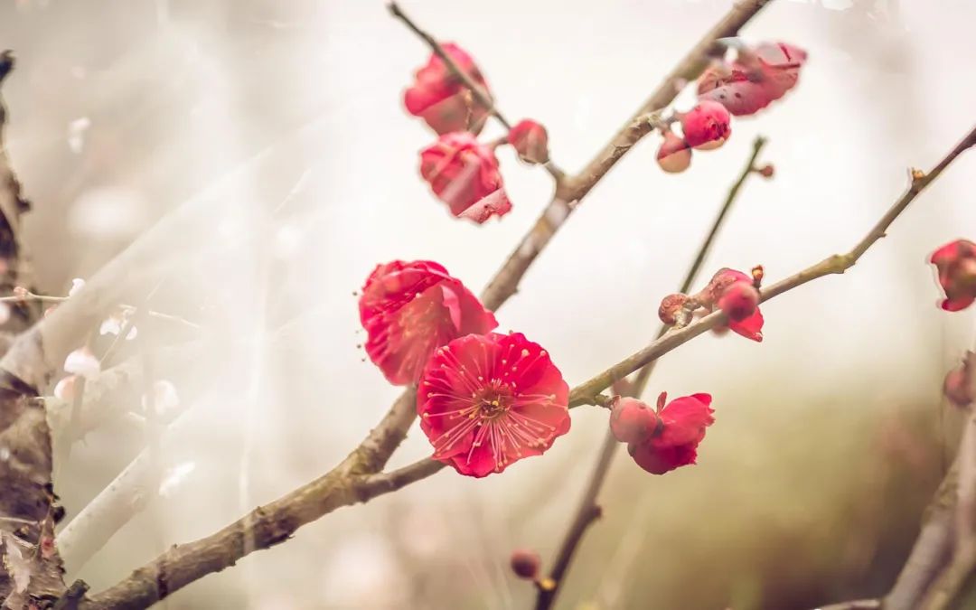 ​梅花香自苦寒来，十首观梅的诗词，一起欣赏美丽的梅花吧-第3张图片-非凡网