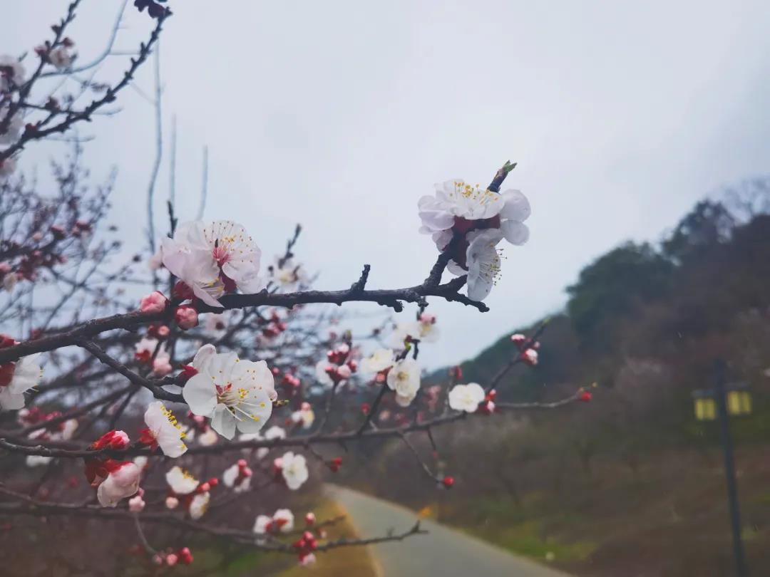 多品种花卉进入观赏期 苏州市植物园春季赏花序幕开启