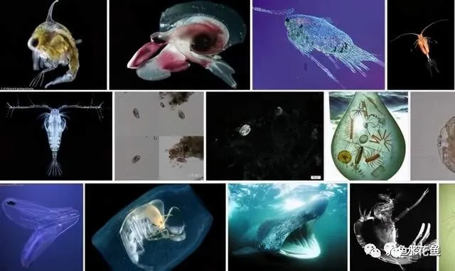 带你认识鱼塘浮游动物——枝角类和桡足类及其暴发危害的应对措施