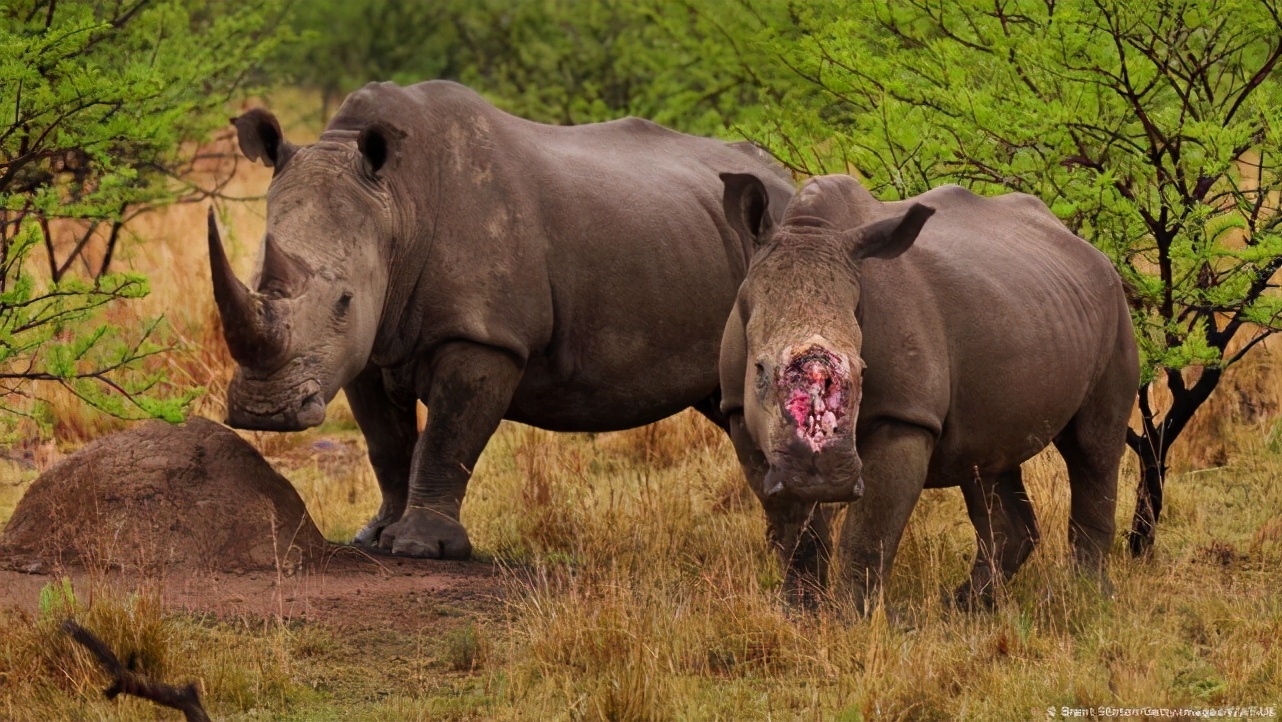 犀牛和河马谁更厉害河马在水里是王在陆地就是挨啃小天使