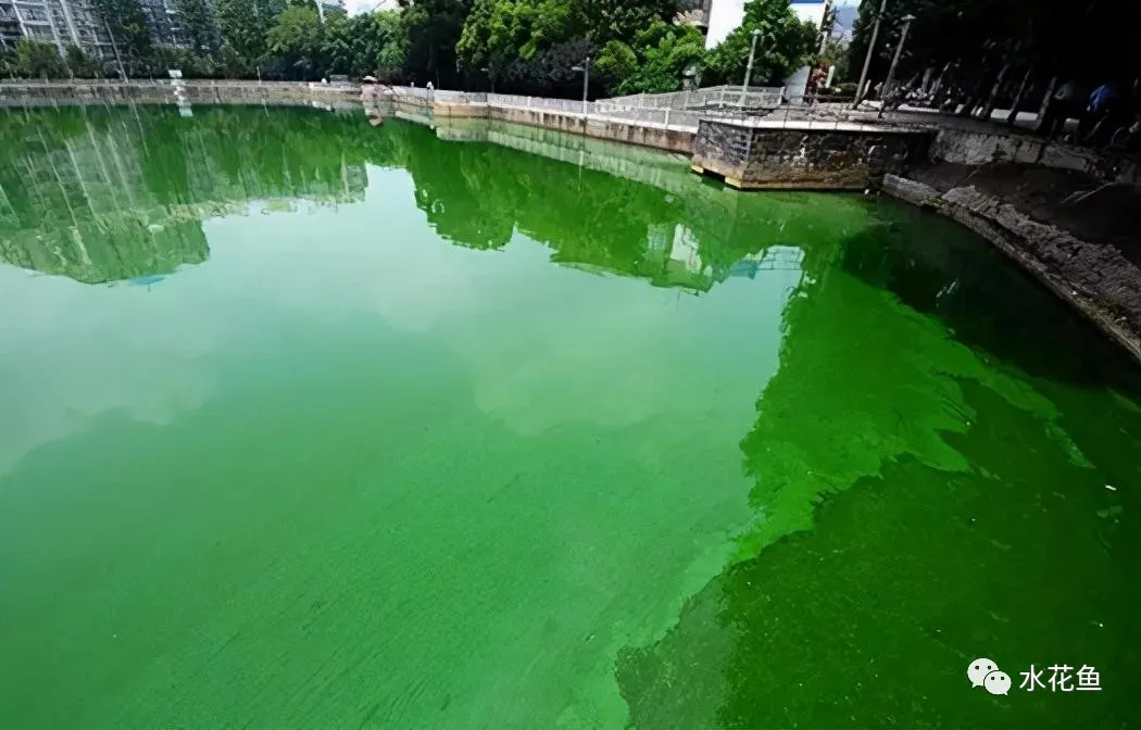 浮游动物与水产养殖:不能多也不能少,保障水生态系统的生物平衡