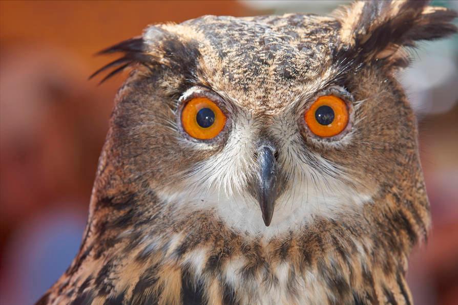 Can owls prey on eagles?The eagle is so fierce, why can't it escape the clutches of the clutches