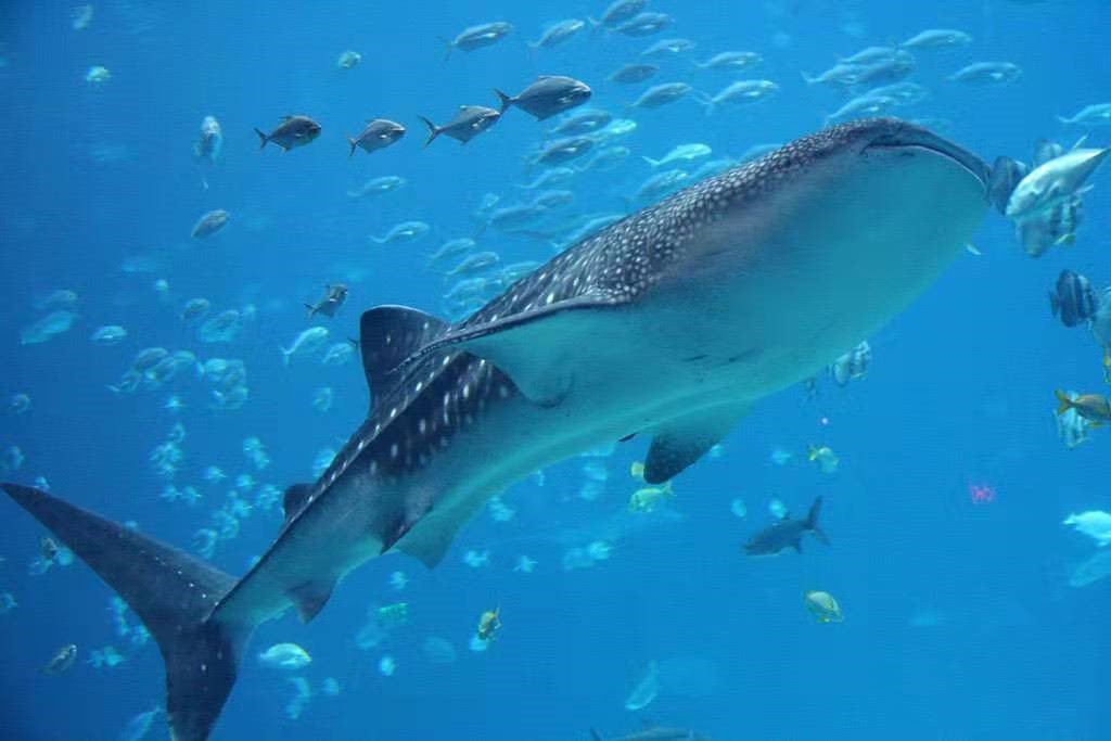 地球百科之海洋生命（1）探索鲸鲨之谜