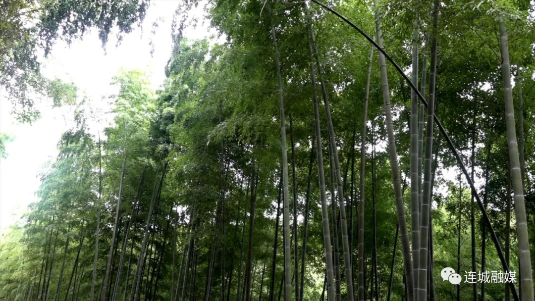 连城：治理虫害解民忧 扎实为民办实事