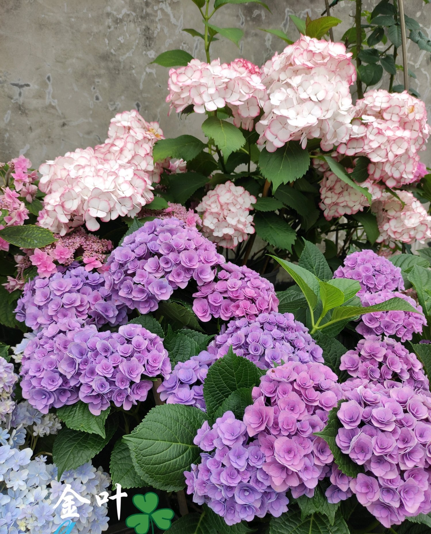 妖精之吻 绣球界的颜值担当 花大色美 三季有花开 阳台也能栽 资讯咖 妖精之吻 绣球界的颜值担当 花大色美 三季有花开 阳台也能栽 资讯咖