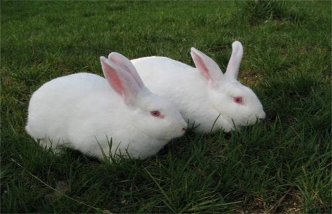 养什么肉兔效益好？推荐四个养殖利润较高的肉兔品种