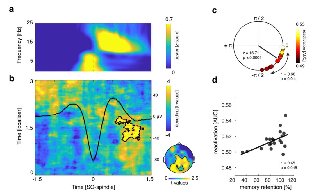 Sleep strengthens memory!Research finds that the brain generates ...