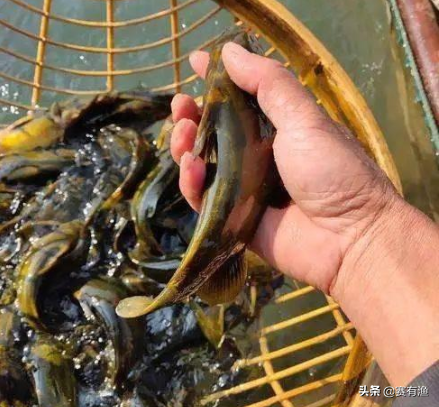 虾农关注：黄颡鱼行情利好，养殖中如何降料比、增收益