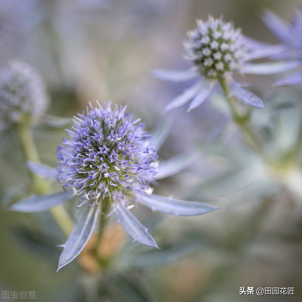 扁葉刺芹的花期快到了，當前管理上要注意，以免影響開花 - 資訊咖