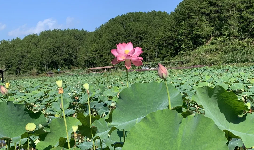 重庆“小普者黑”,九龙田园全新整装开业,门票限时1元抢
