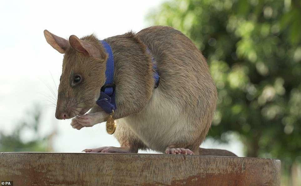 退休了！体长近1米的非洲巨鼠，在菲律宾排雷71颗，功成身退