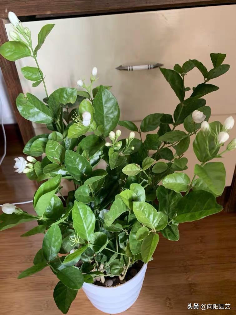 Jasmine leaves turn yellow, according to different conditions