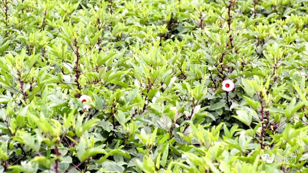 长汀县童坊镇：助推玫瑰茄全产业链发展