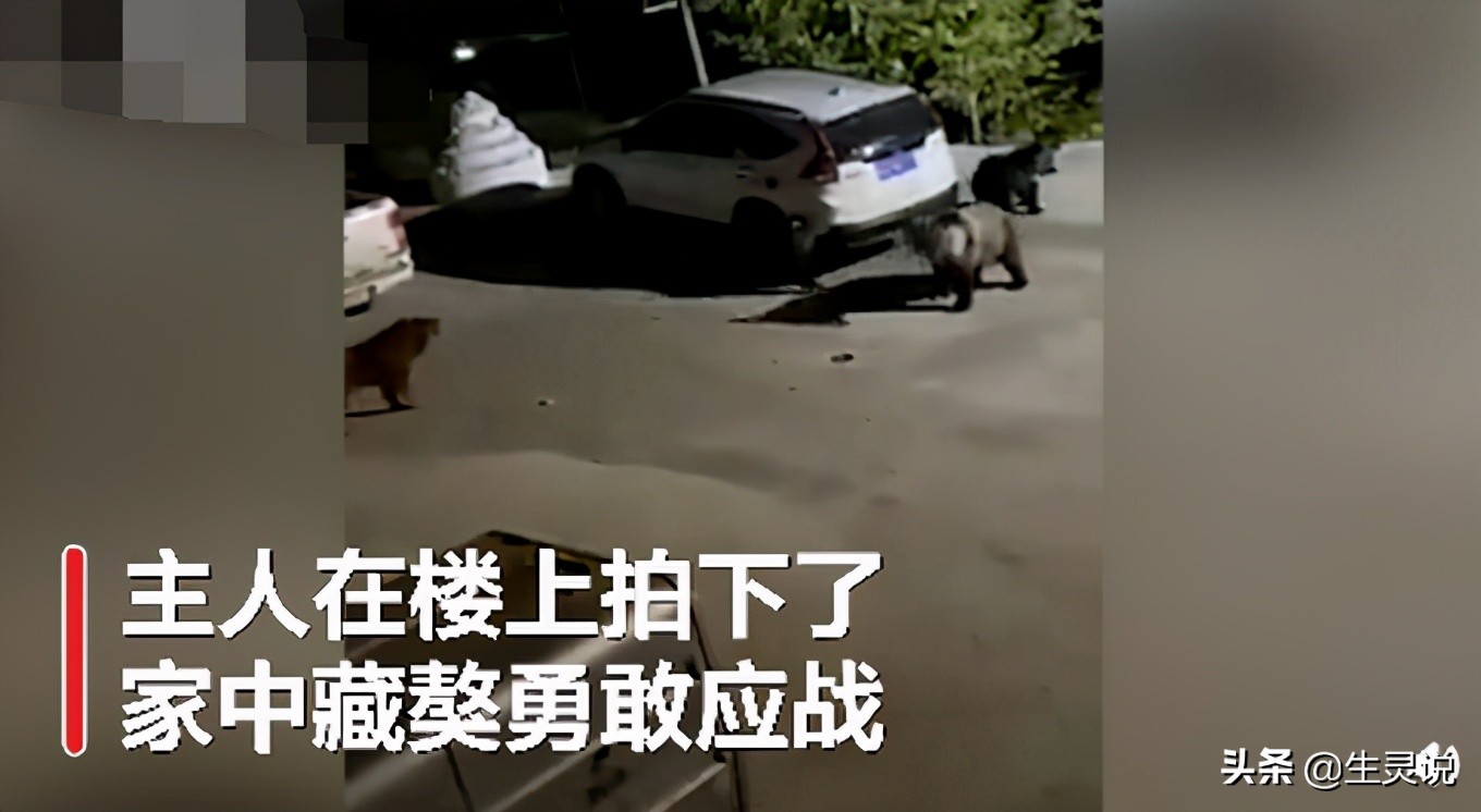 The Tibetan mastiff fights three black bears bravely. In terms of