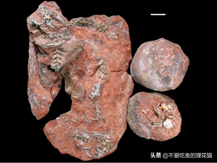 Counting the ancient giants among snakes, the Titan Python is the top ...