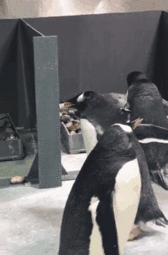 破壳啦~小企鹅的诞生视频，看过的人都想要把它带回家