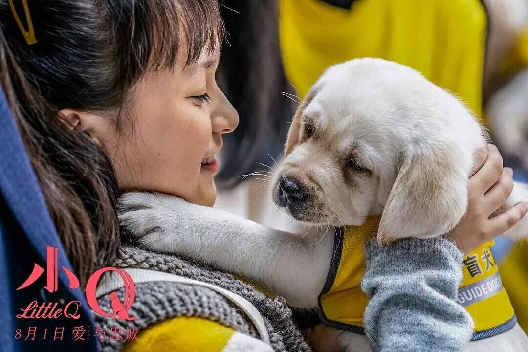 Touch 300 million people guide blind dog small Q, explain responsibility and faithful essence