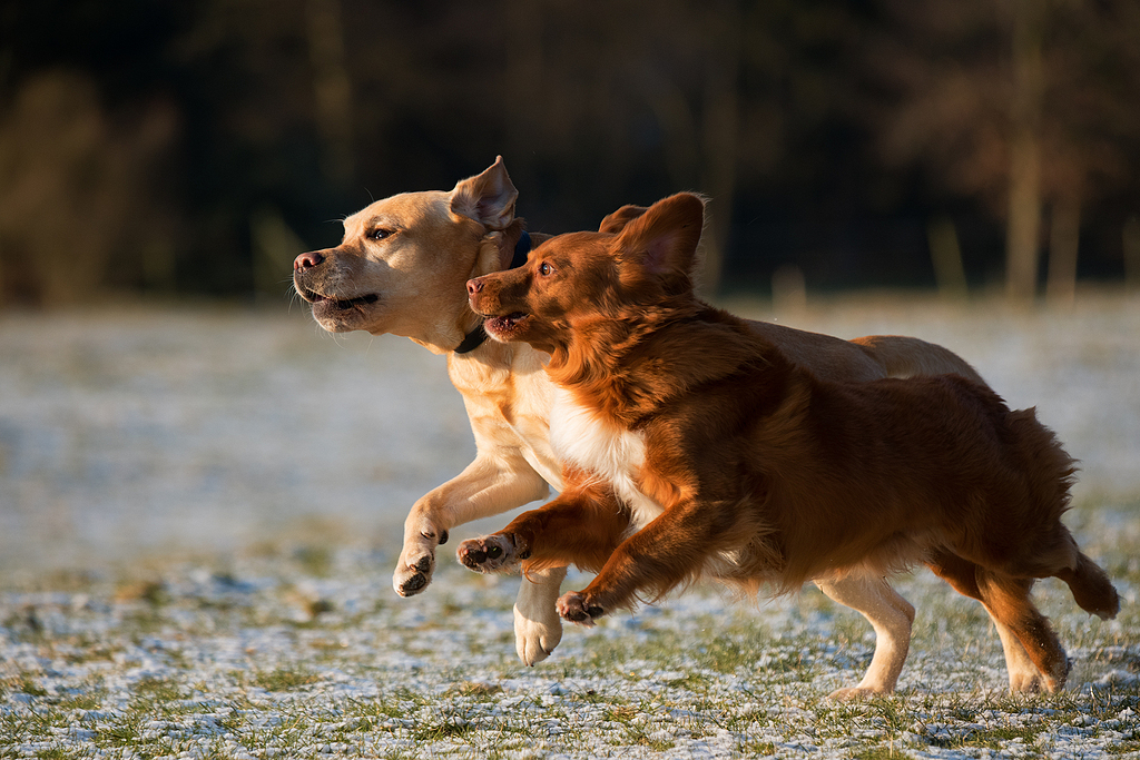 I see!Here's why dogs turn around and run after mating iMedia