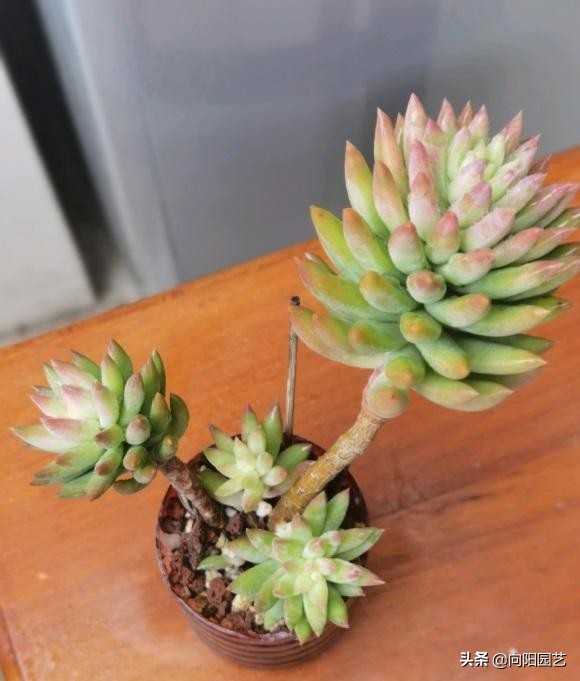 多肉为什么会徒长 哪些原因引起徒长 我们应该如何避免 资讯咖