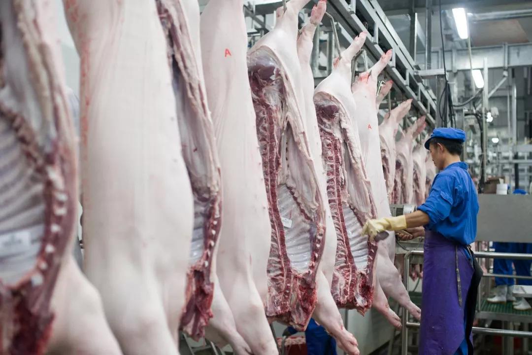 猪价“迎风大涨”，均价涨破19元，7月要再创新