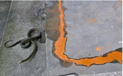 雄黄驱蛇的使用方法揭秘雄黄驱蛇的真相