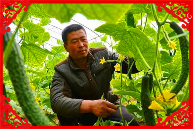 农村种植业，这几个项目前景好、收益高，值得