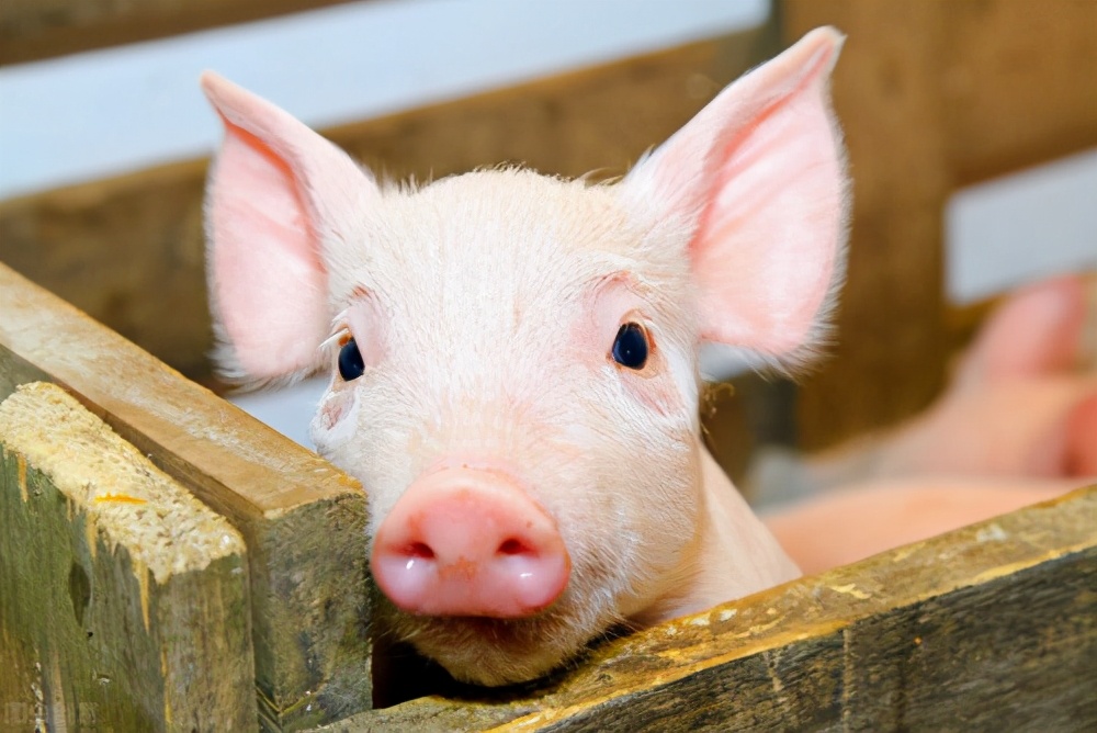 猪价“暴跌”，生猪市场肥猪泛滥，养猪人心态崩了
