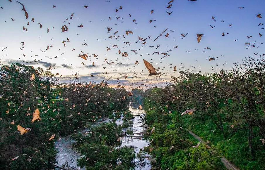 8万蝙蝠入侵新州，景象壮观！到处排泄扰的居民苦不堪言