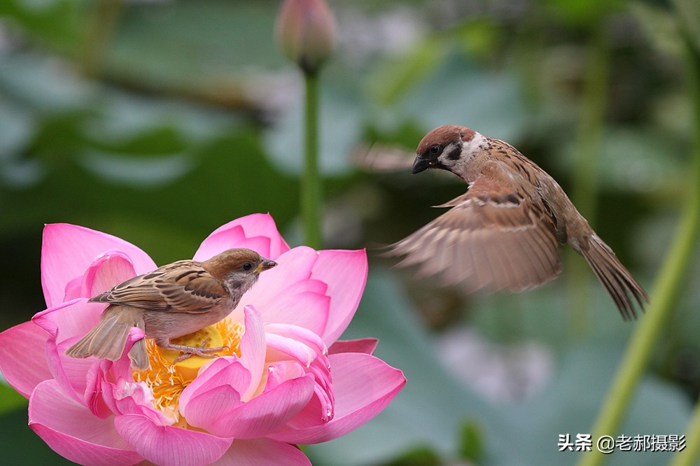 麻雀也恋花 资讯咖