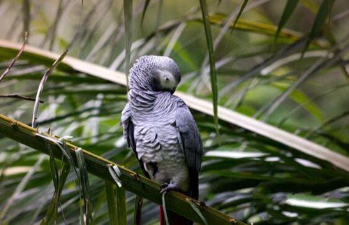 牡丹鹦鹉会说话吗？地球上10大最常见的鹦鹉-第15张图片