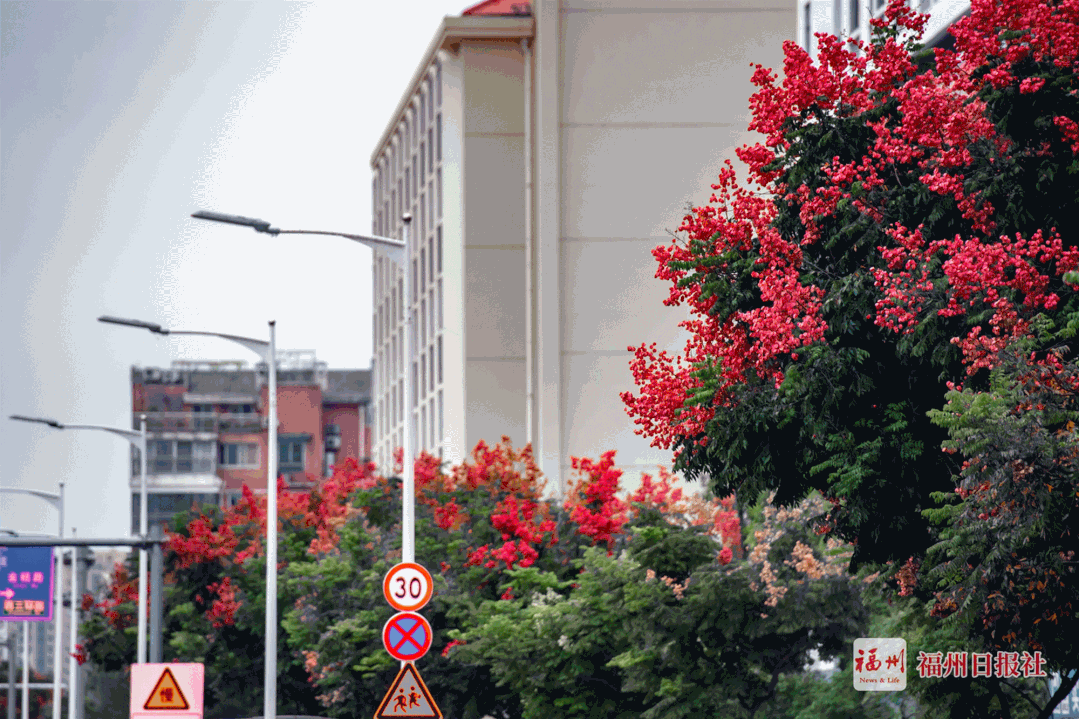 In Fuzhou's autumn, the blooming season of the beauty tree and the luan ...
