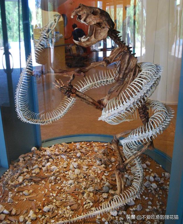 Counting the ancient giants among snakes, the Titan Python is the top ...