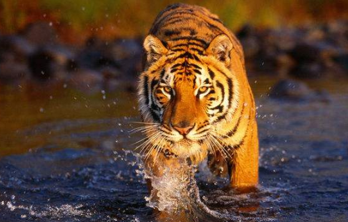 食人虎，流窜两国吃下436人，人们将它击毙之后