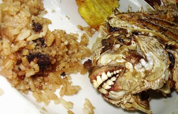 问世间谁的牙齿最牛逼？盘点动物界的那些奇异的牙齿