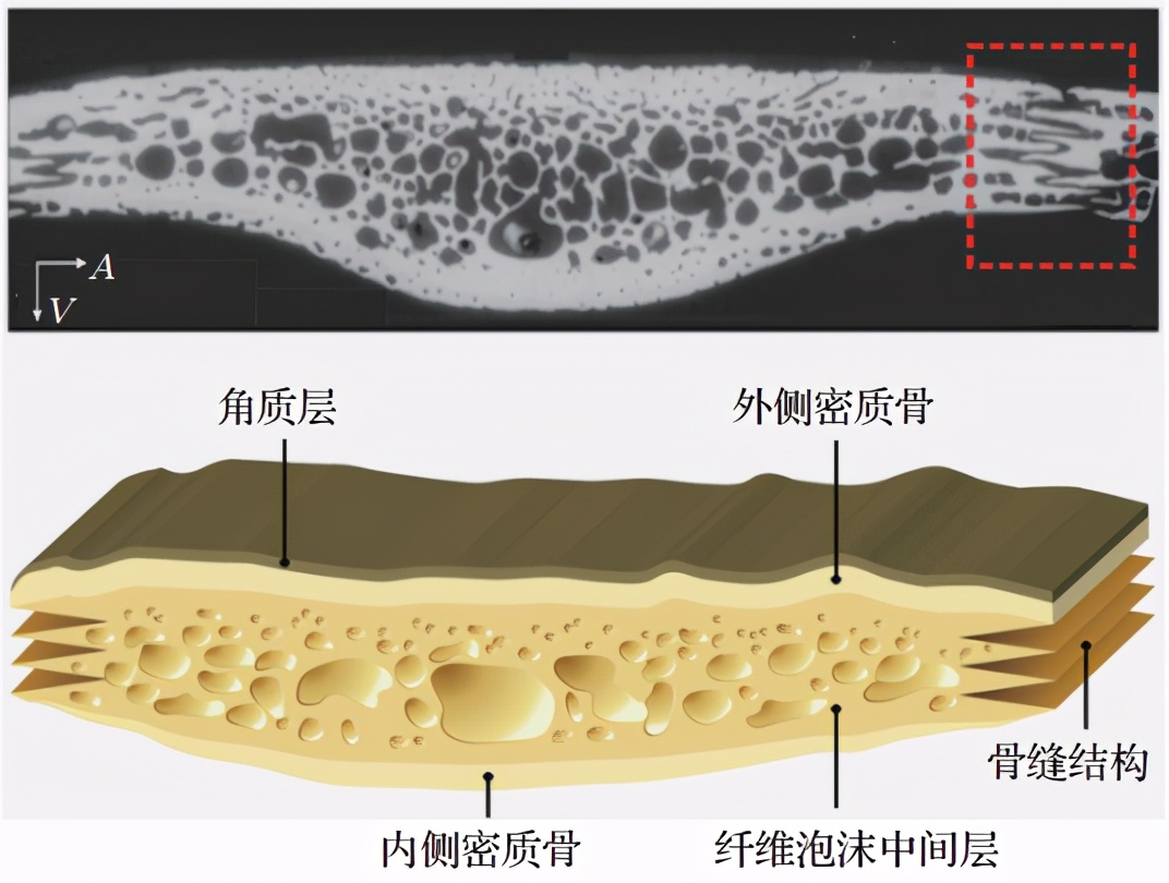 龜龜！這硬殼真是掠食者和科學(xué)家的共同噩夢(mèng)