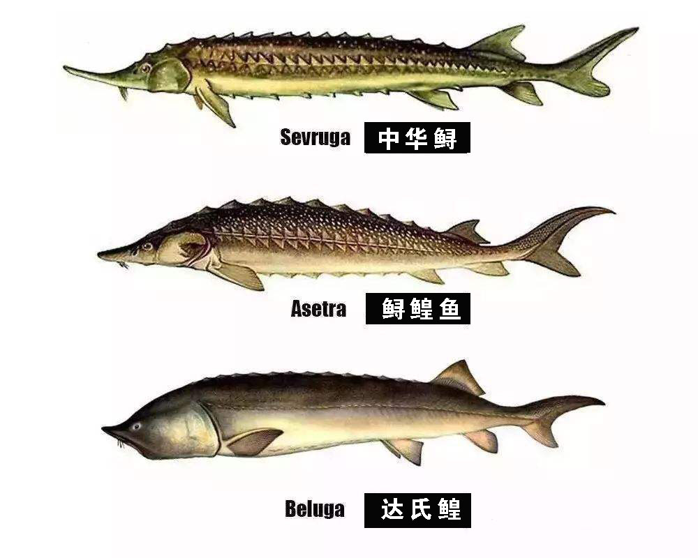 淡水鱼类_西南渔业网 水花鱼 水产养殖专业网 渔业行业门户网 西南
